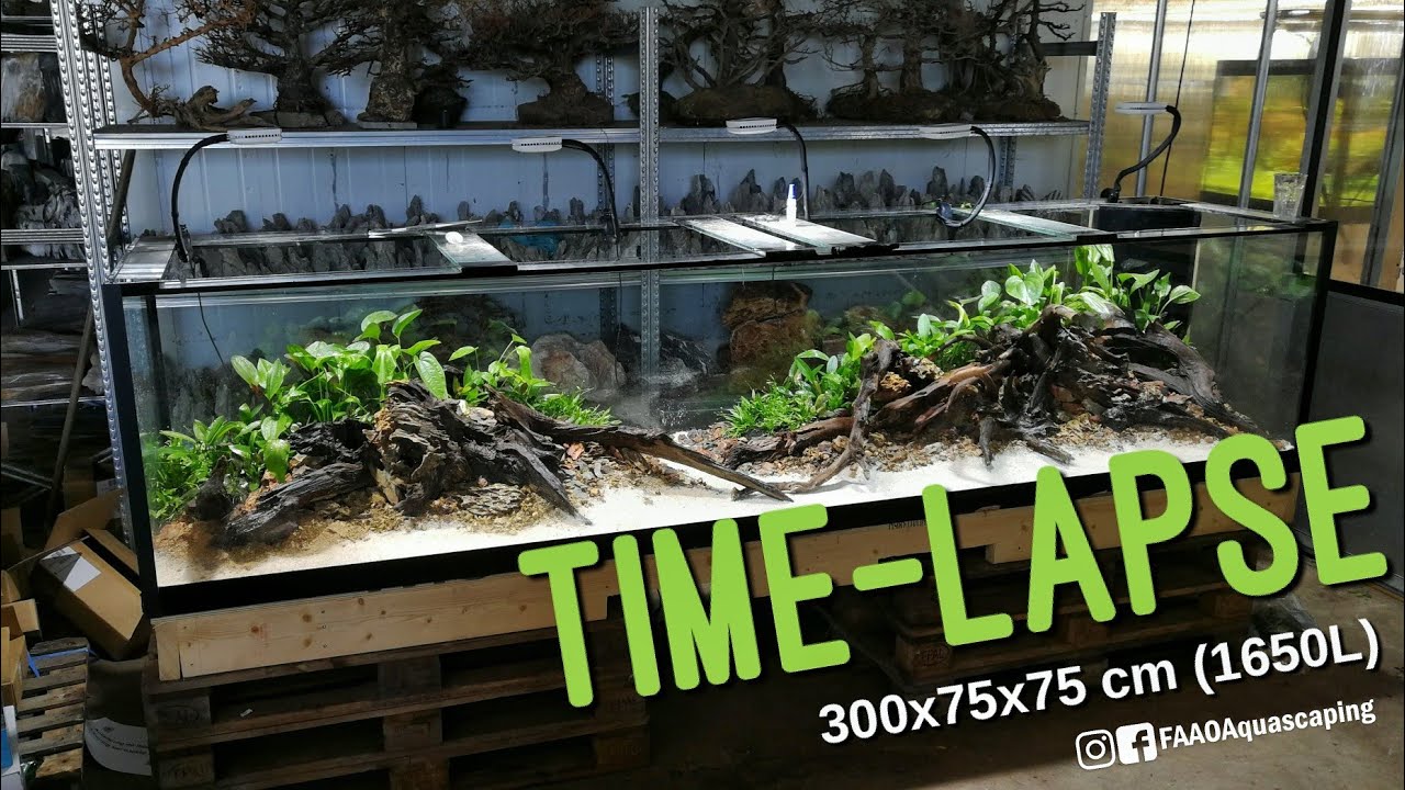 #FAAO #AQUAFLORA #AQUASCAPING 300x75x75 cm | Time-lapse | Nature Aquarium