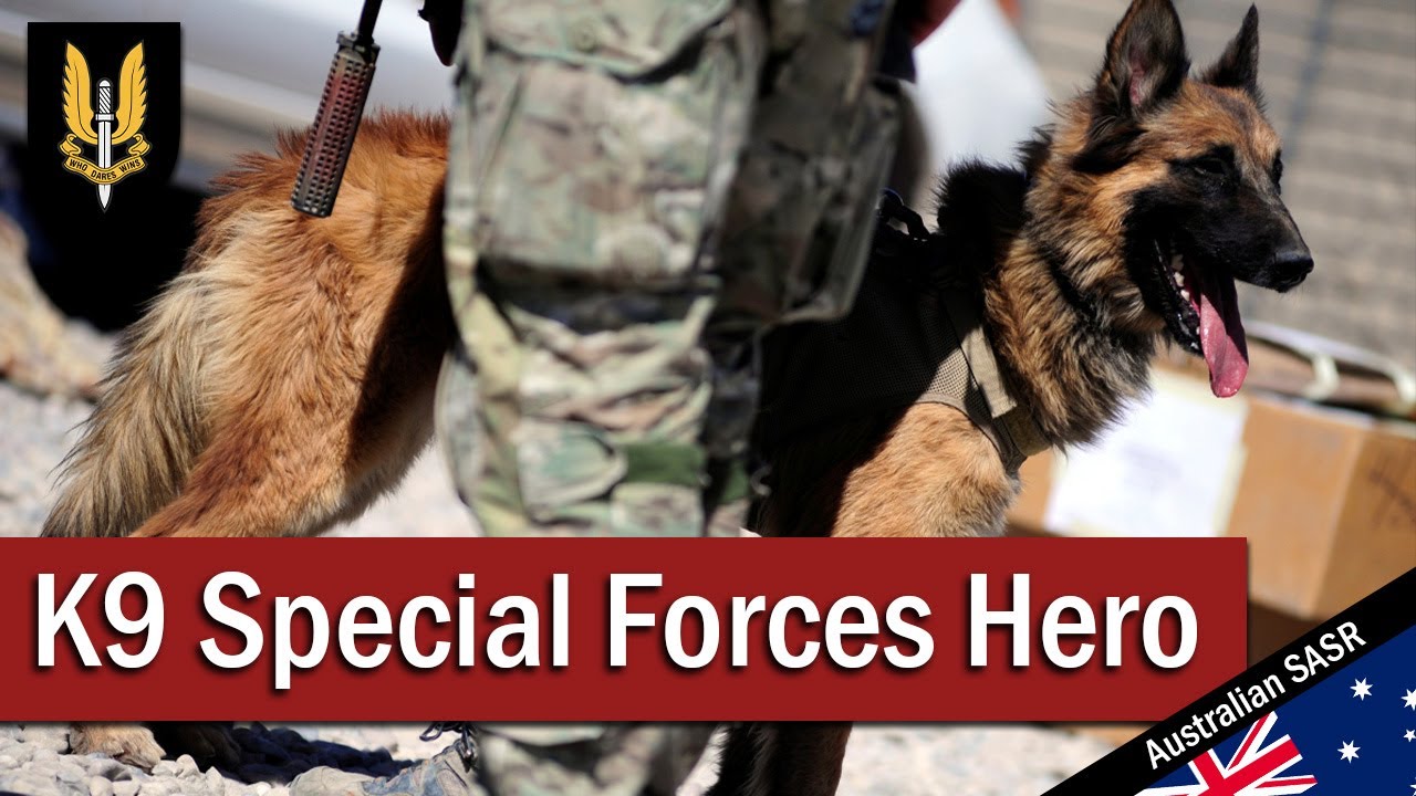 K9 Special Forces Hero: Kuga | August 2011