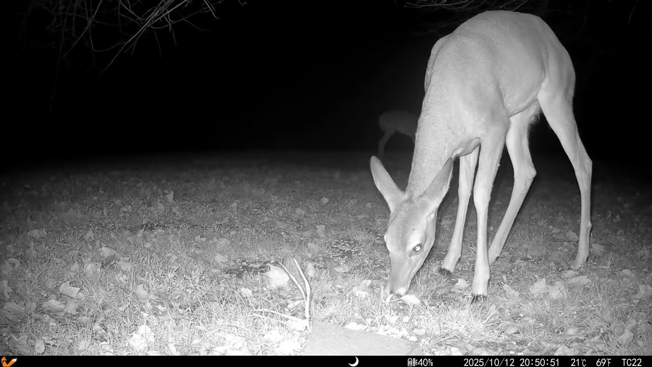 Archive Files of Trail Camera 2 Compilation 20251013 P