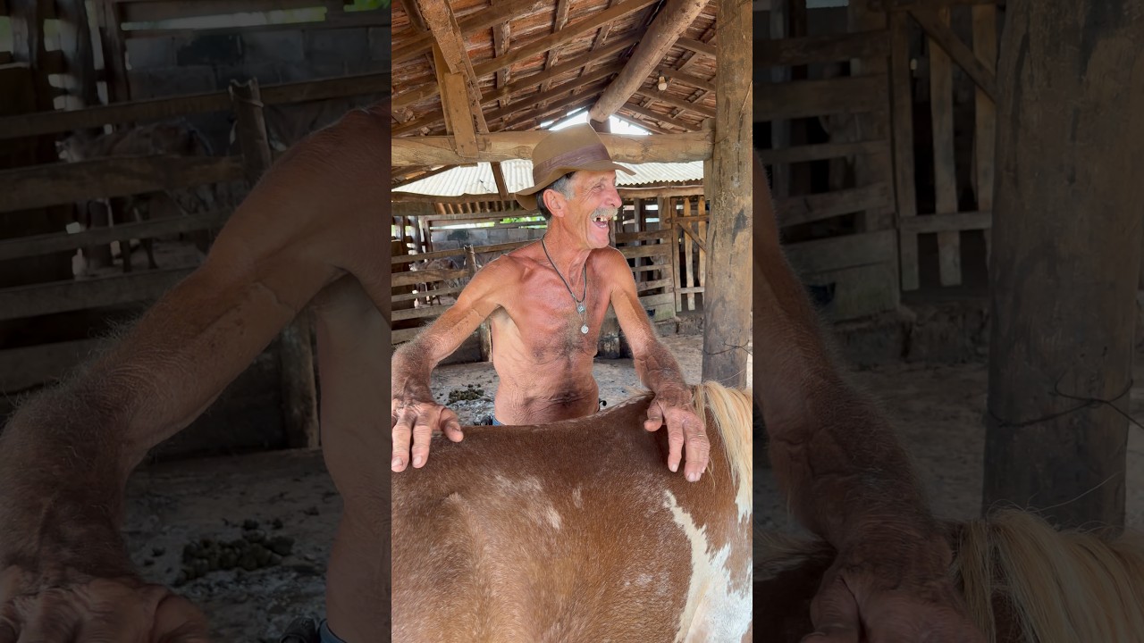 EST&Atilde;O POUCO MANSAS AS POTRAS?  #ro&ccedil;a #fazenda #pecuarista #cavalo #vidanaro&ccedil;a #agro #rural