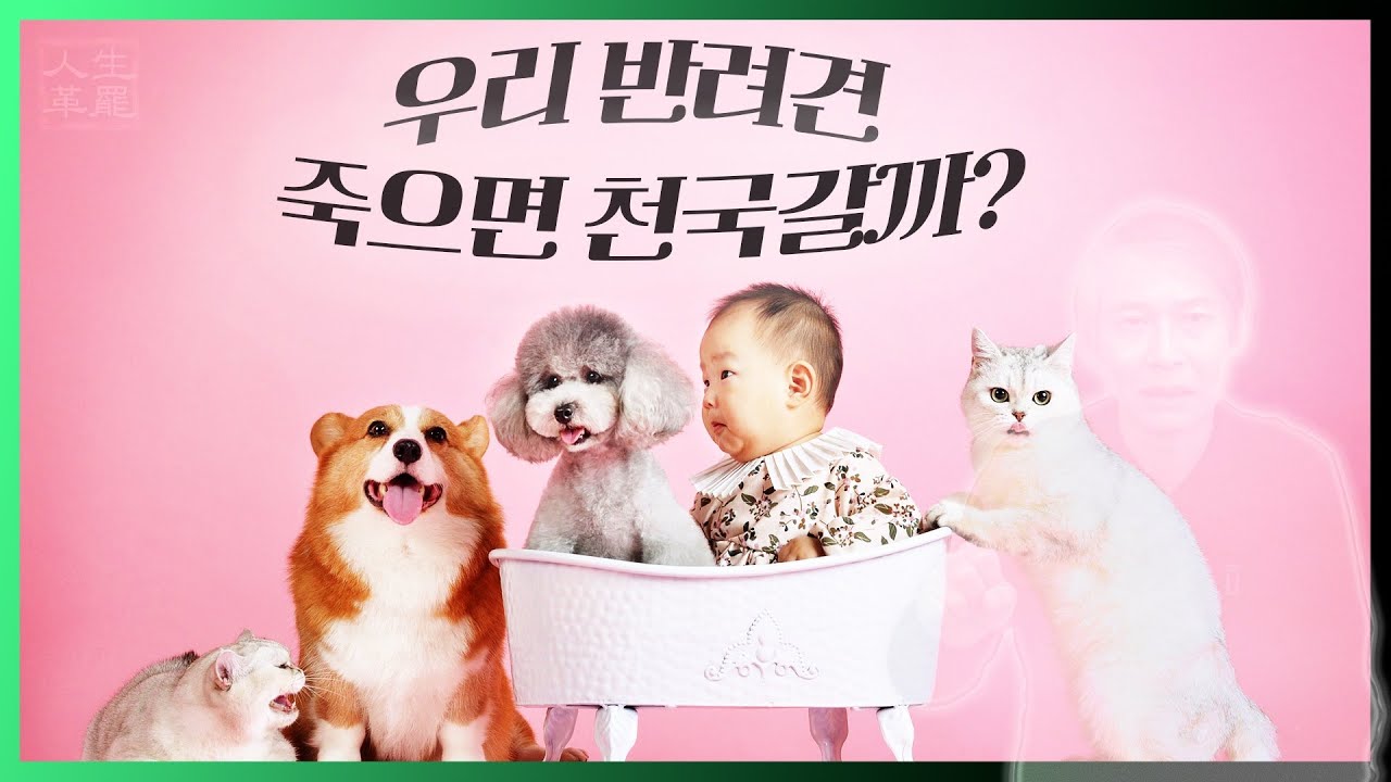 우리 반려견 죽으면 천국갈까?