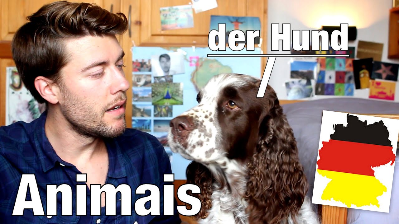 Aula de alemão #27 | ANIMAIS em alemão e expressoes