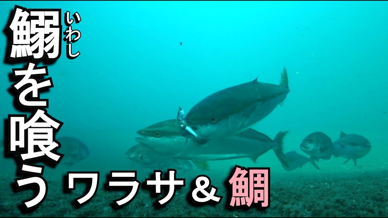 イワシ好調…　10月の釣堀で、ワラサや真鯛がイワシを喰う瞬間を、初めて捉える事が出来ました。海上釣り堀まるやで、釣り友さん達と釣り…平日の魅力は、何といっても仲間とのんびり釣りが楽しめる事です。