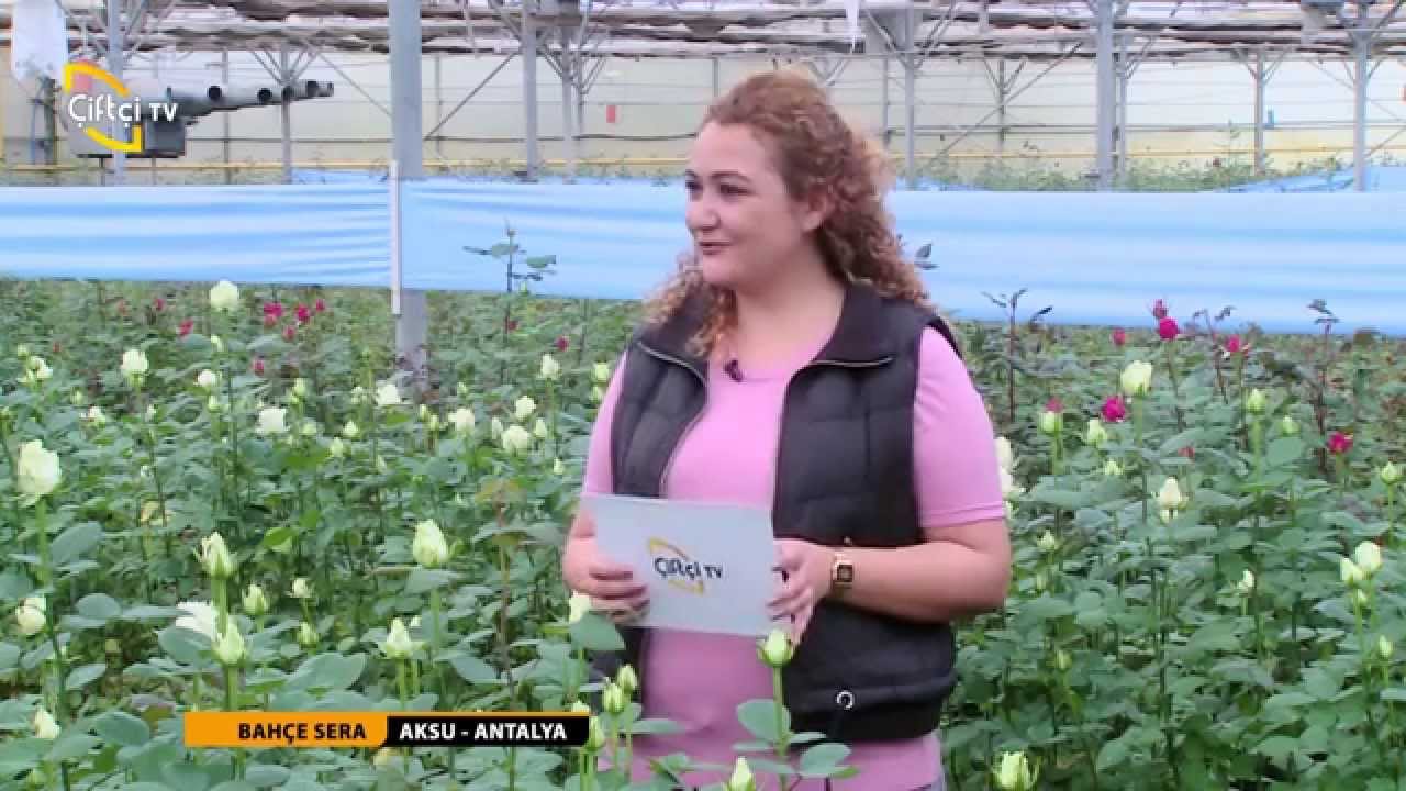 BAHÇE SERA - TOPRAKSIZ TARIMDA KESME ÇİÇEK 
