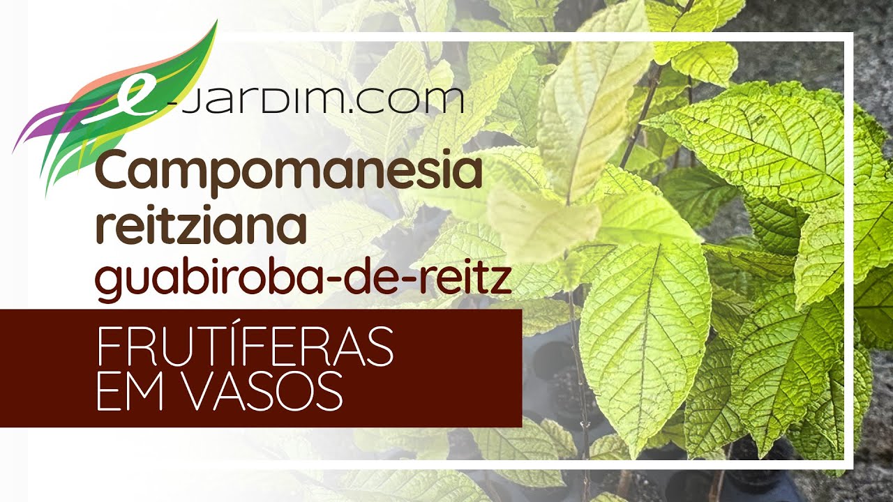 Campomanesia reitziana - guabiroba-de-reitz | Frutíferas em Vasos