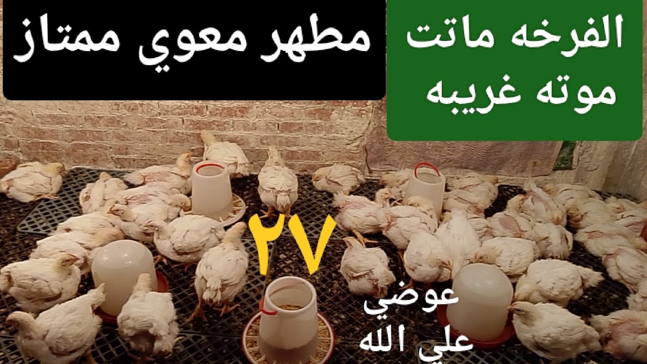عمر الفراخ ٢٧ يوم # حطيتوا علشان اطهر معده الفراخ # عوضي علي الله الفرخه ماتت موته مش علي البال 