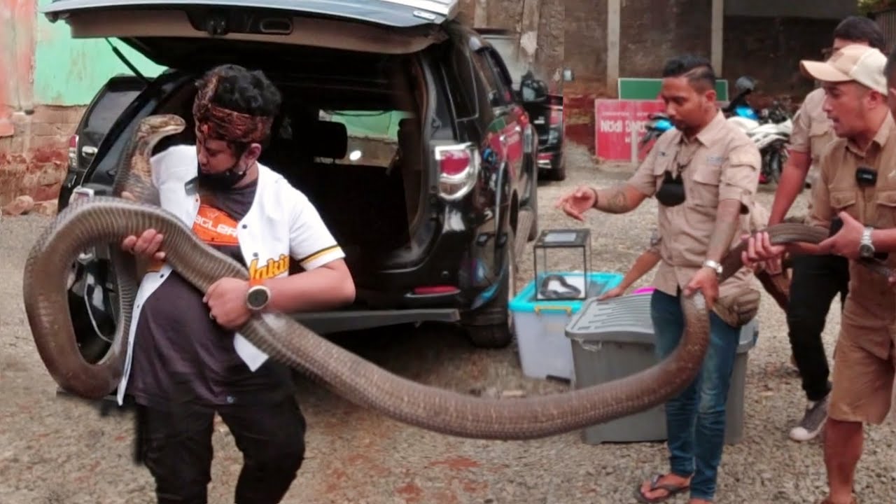 Nekat bawa King cobra garaga ke aviary @deHakims ! Panji mau lepas biar lestari