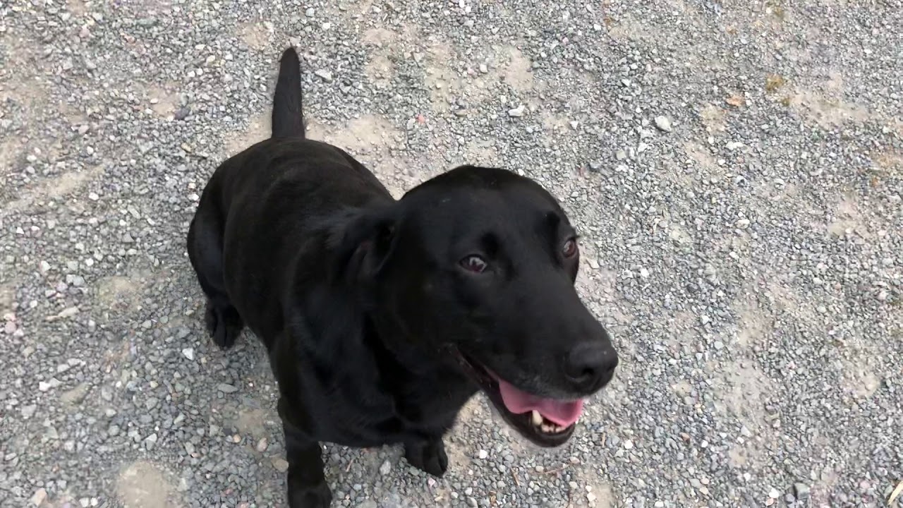 How to use an e-collar to teach a dog to go into a crate and stay