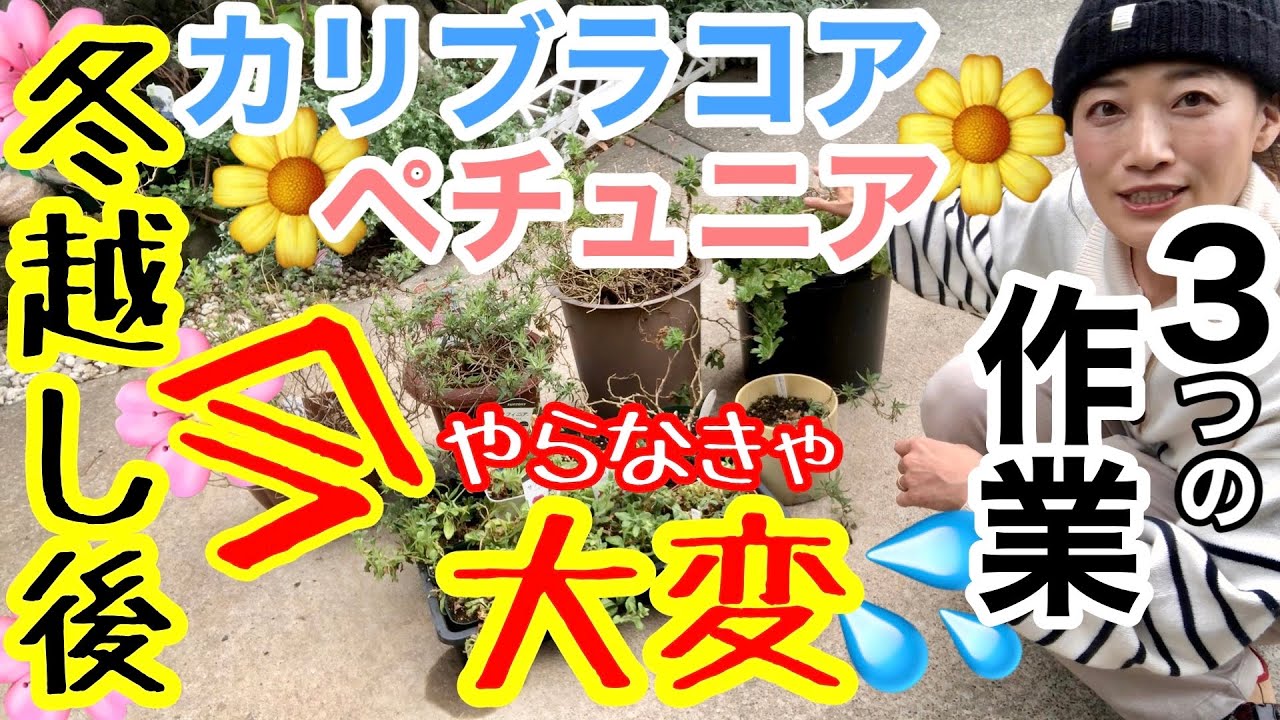 【ペチュニア・カリブラコア】冬越し後にやっておくべき3つの重要作業😊/ 今やっておかないと、後々苦労しちゃいます💦/ スッカスカに乱れた株でも、〇〇でリセットできます✨【ガーデニング】