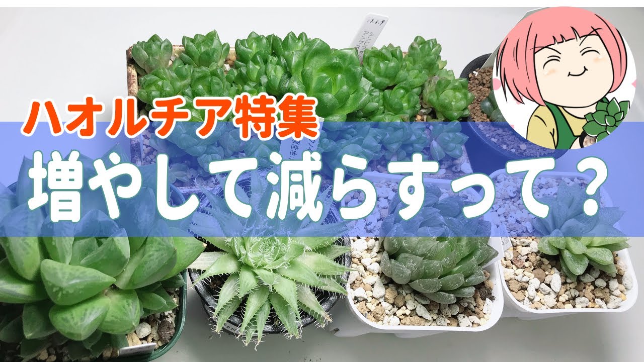 31【多肉植物:増やす】ハオルチアの植え替え！子株を分けると鉢が増えすぎる😱そうだ！鉢減らし！これからの季節の管理は？