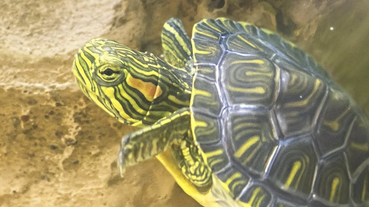 Catching Adorable Slider Turtles!