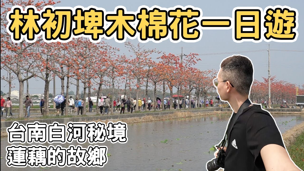 【ManLife】台南白河林初埤木棉花道一日遊 ｜蓮藕的故鄉 全球最美花道之一Tainan one day tour 《阿滿生活｜台南》
