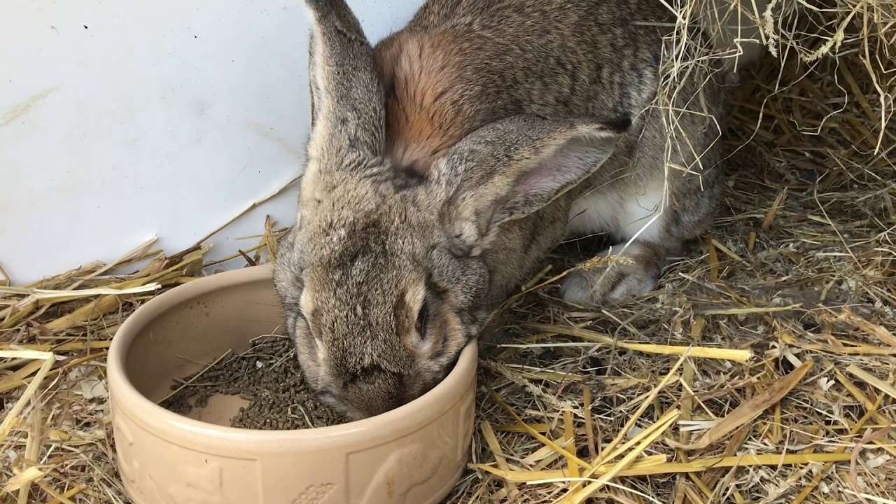 Stadsboerderij BuytenDelft - Buytenweetjes konijnen en cavia's