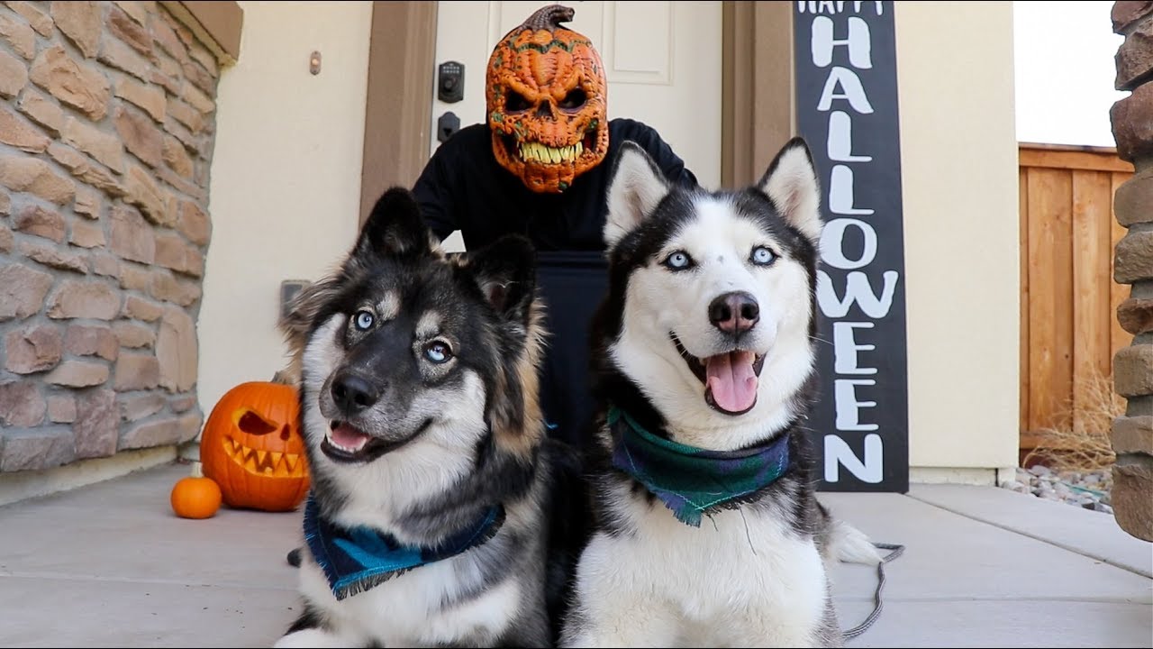 Halloween Prank On My Huskies! Fail!