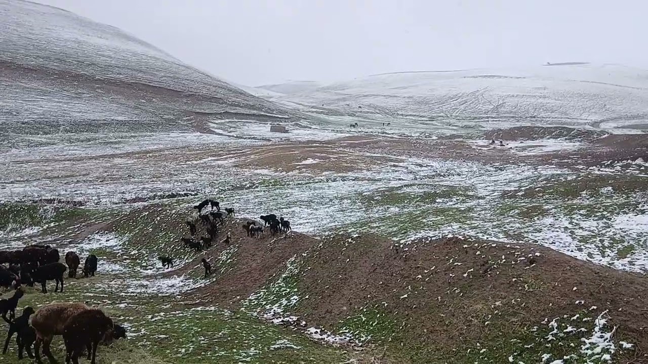 Ина  дарвакти  тул  барф  борид  