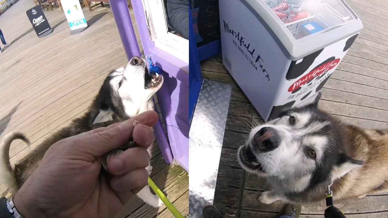 Huskies Last Day Of His Holiday Hes Such A Lucky Pup