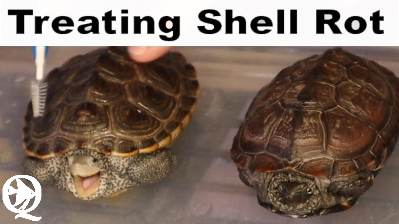 How To Fix Shell Rot On A Turtle