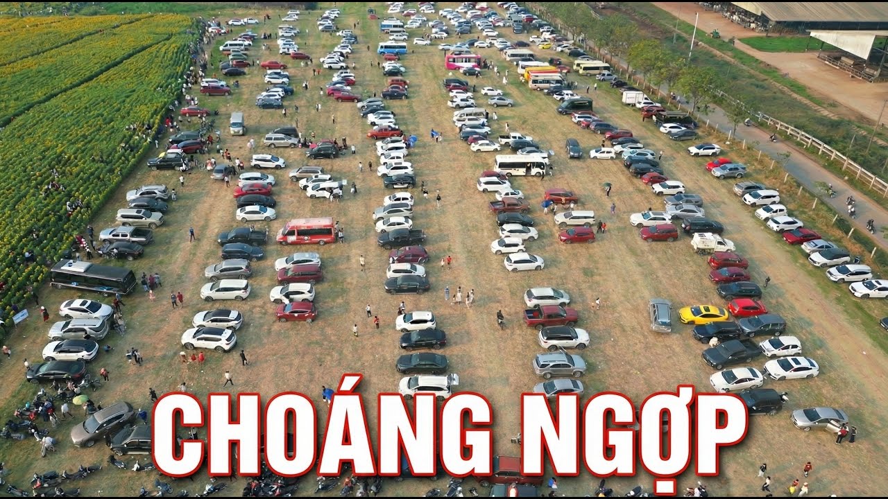 Đồi hoa hướng dương lớn nhất Việt Nam của Tập đoàn TH