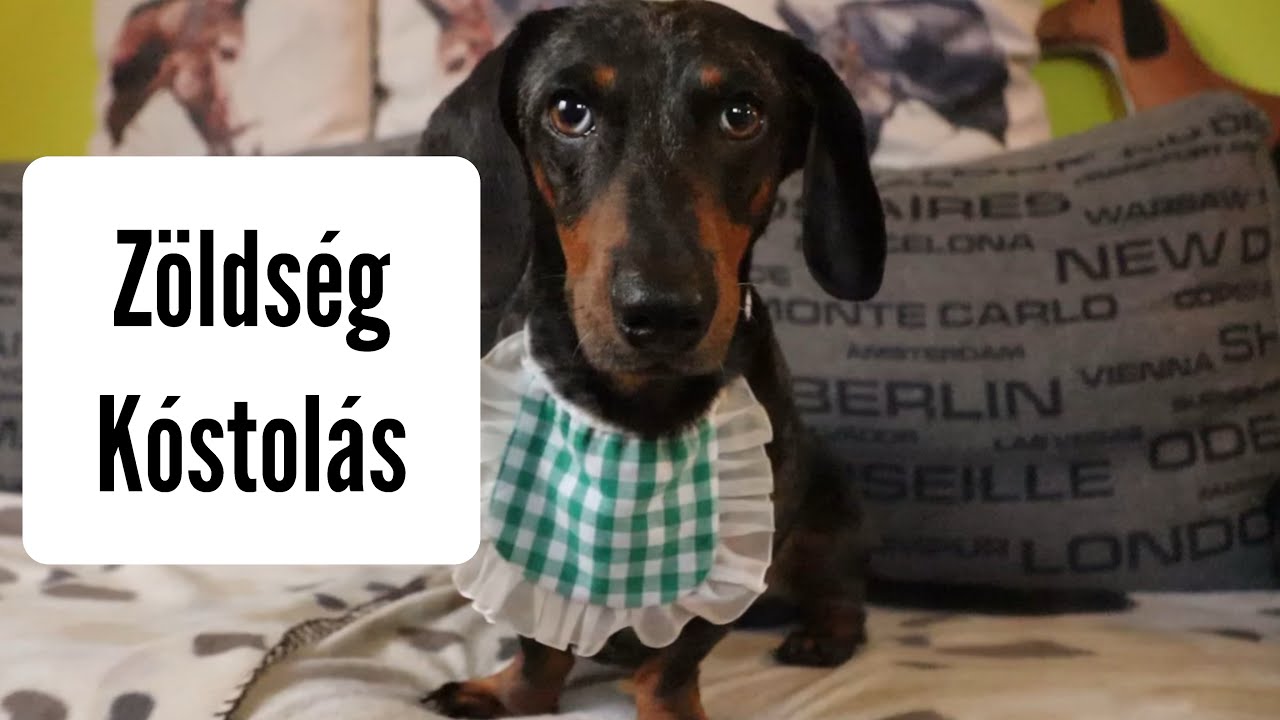 A kutyám zöldségeket kóstol .. 🐶 #merlinkalandok