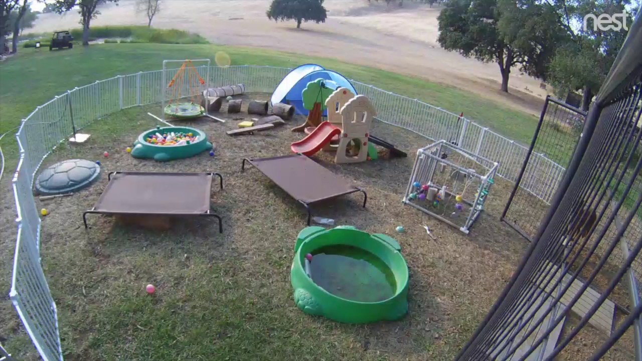 Rattlesnake Attacks Puppy