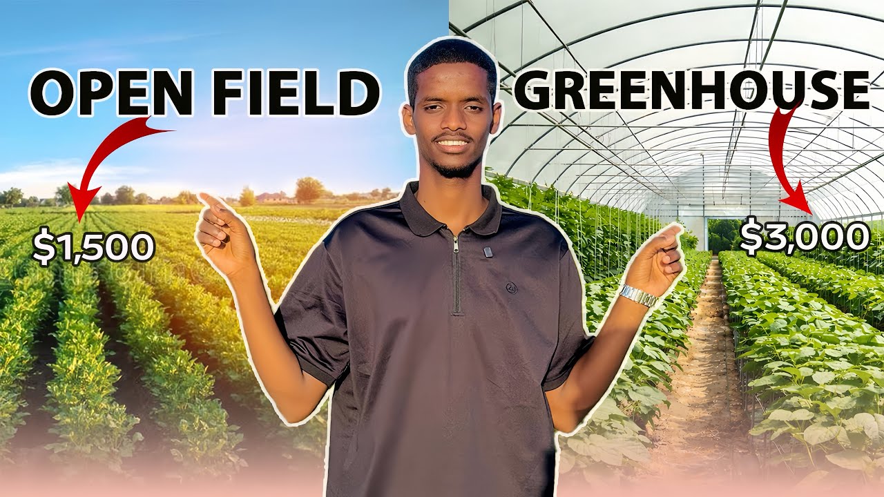 MAXAY KU KALA DUWAN YIHIN BEERASHADA CASRIGA IYO BEERASHADI HORE  / GREENHOUSE VS OPEN FIELD 