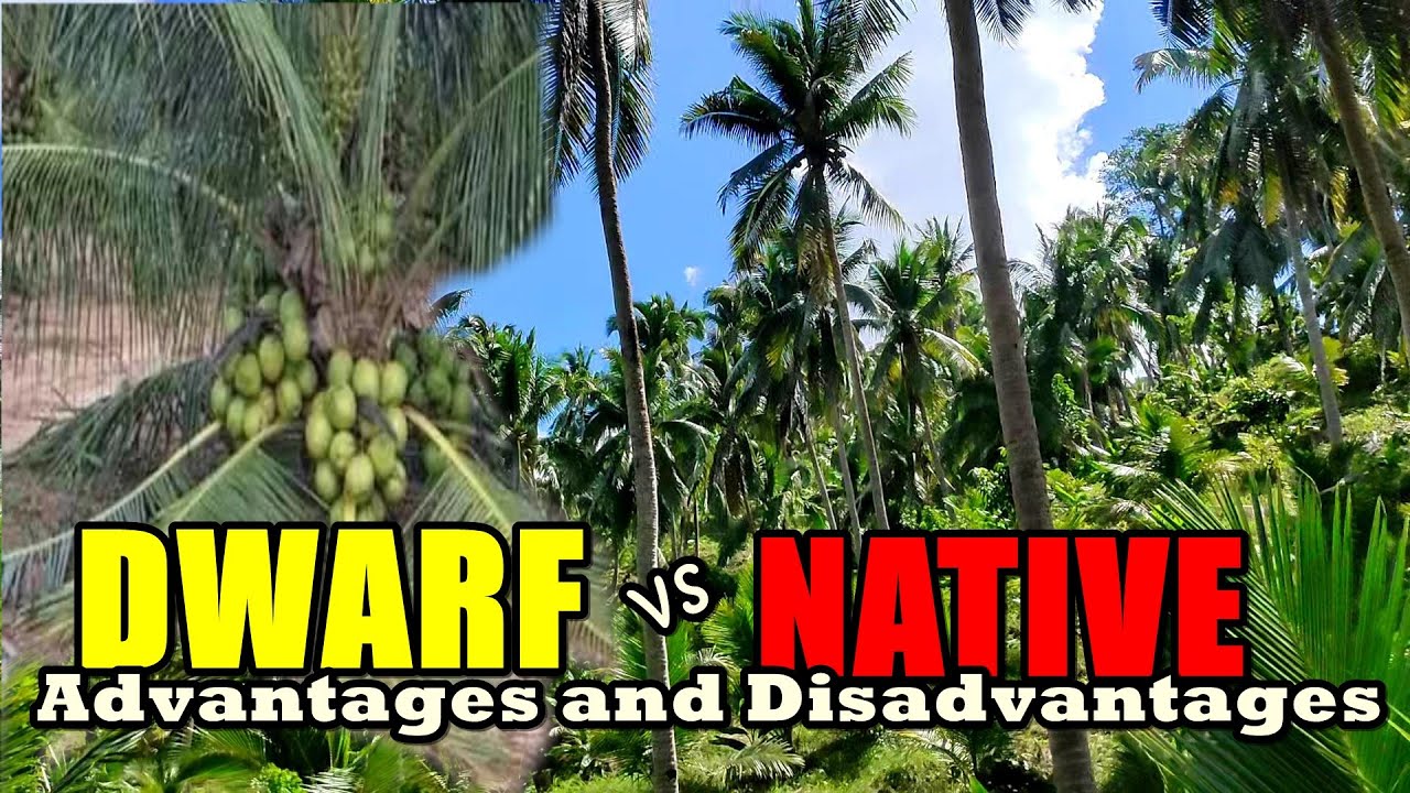 DWARF vs NATIVE Coconut:Advantage at Disadvantages/magkano Ang Kita sa Nyog?