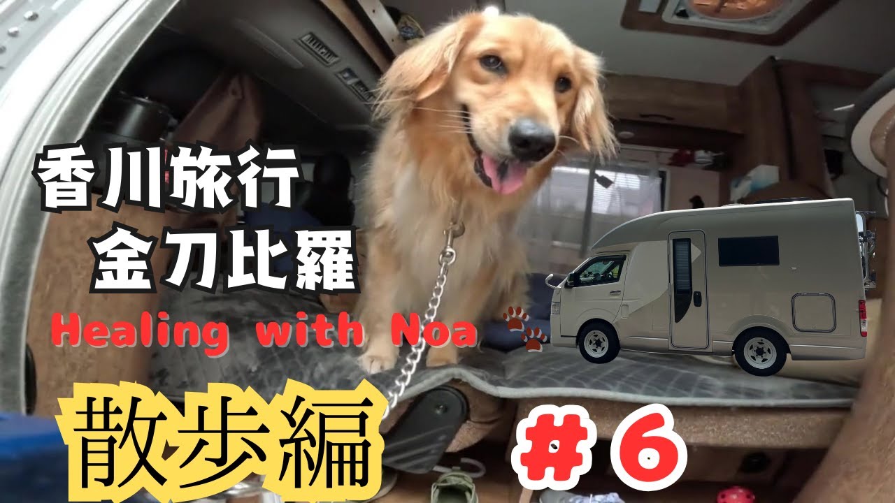 【ゴールデンレトリバー】大型犬とキャンピングカーで行く家族旅行香川金毘羅山#キャンピングカー旅#散歩#香川旅行#こんぴらさん
