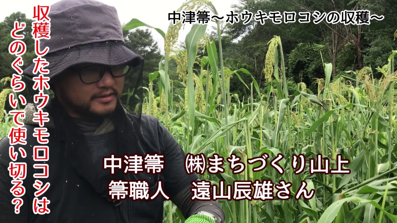 知ってますか？ホウキモロコシから中津箒を作るまで（１）