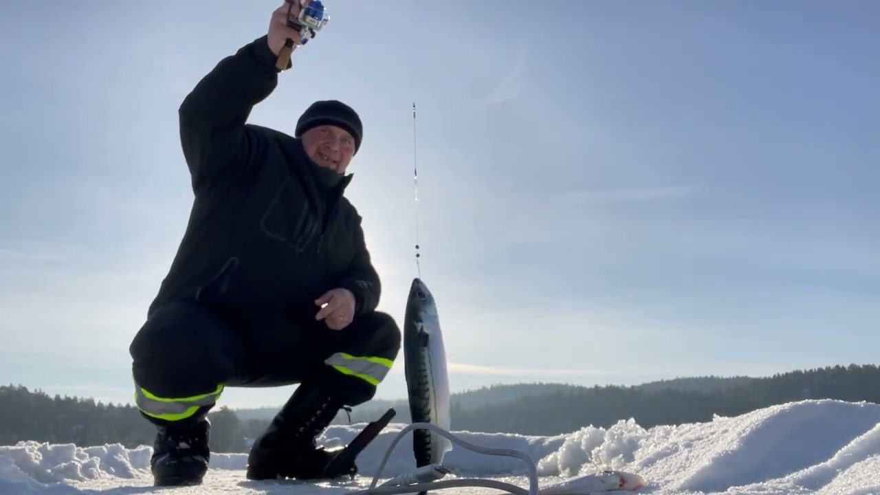 Poledinė žvejyba Norvegijos fjorde,2026#norvegija #norway #fishing #zvejyba