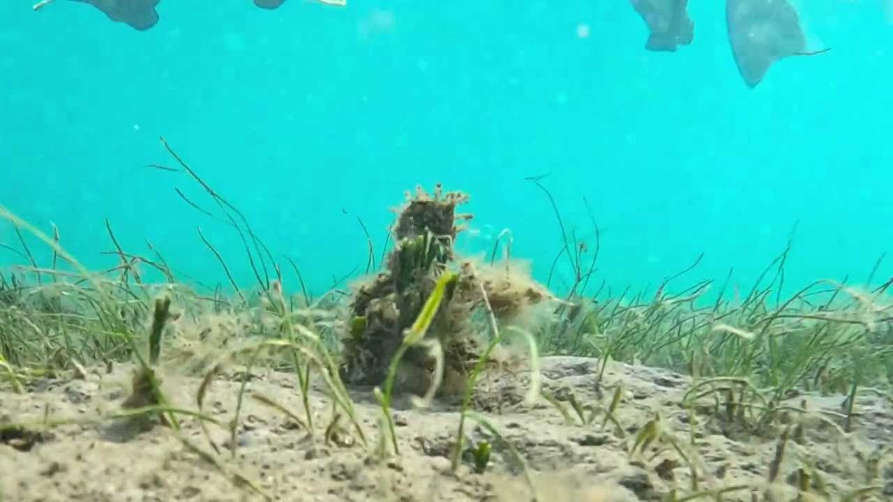 Microscopic Arrow shrimp footage