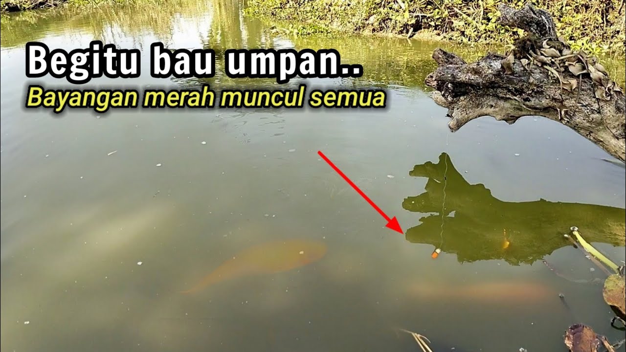 Seumur hidup mungkin hanya sekali mancing nemu spot liar seperti ini