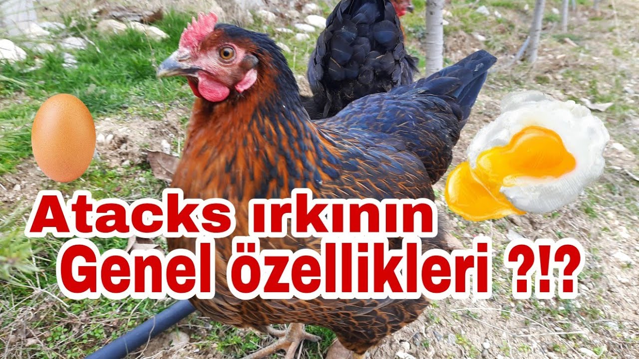 Atacks tavuklarının genel özellikleri?!? #atacksırkı #atacktavukları