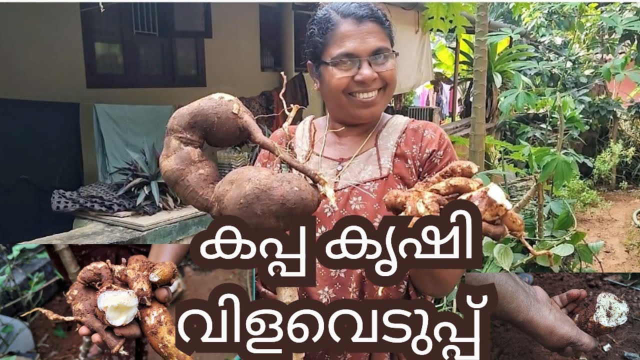 ചാക്കിലെ കപ്പ വിളവെടുപ്പ്#kapp akrishi Tapioca farming#Tapioca cultivation#ചാക്കിലെ പൂള  വിളവെടുപ്പ്