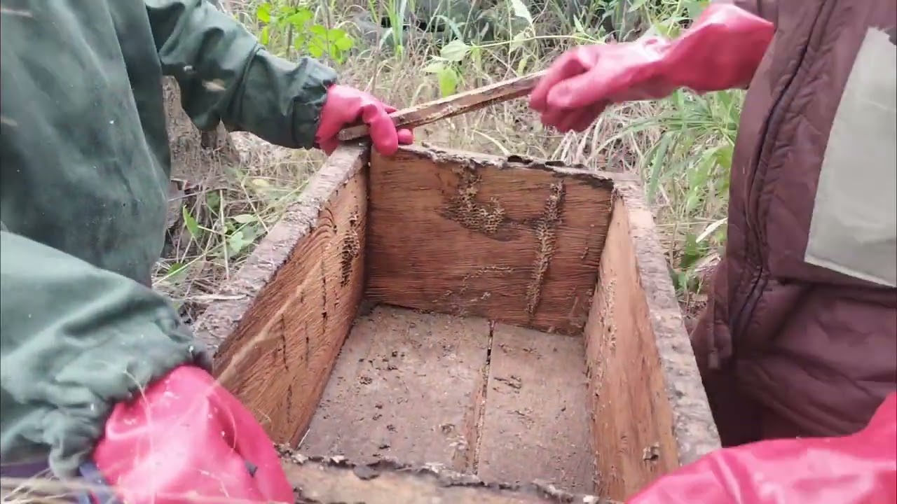 The One of the problems bees faces is Invasion of Small hive beetles, it is bad