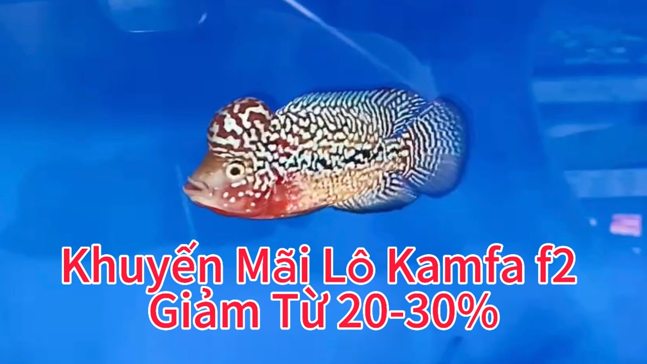 Khuyến Mãi Lô Kamfa f2 Cá Châu Chỉ Từ 80k Ngày 30/3/2025. Zá Lồ 0985838624