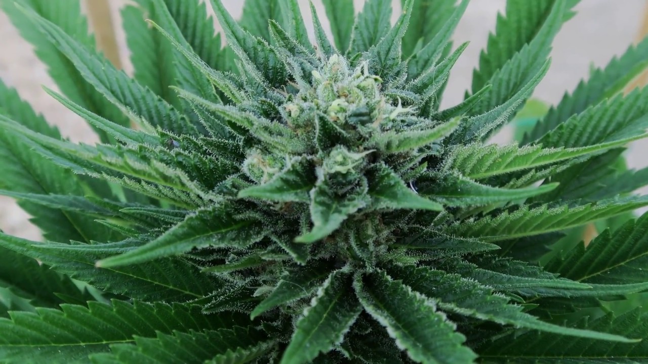 FARM CHEESE DE GENOFARM CON ABONOS PRO-XL. SEGUIMIENTO MASTERSEEDSCUP 2017