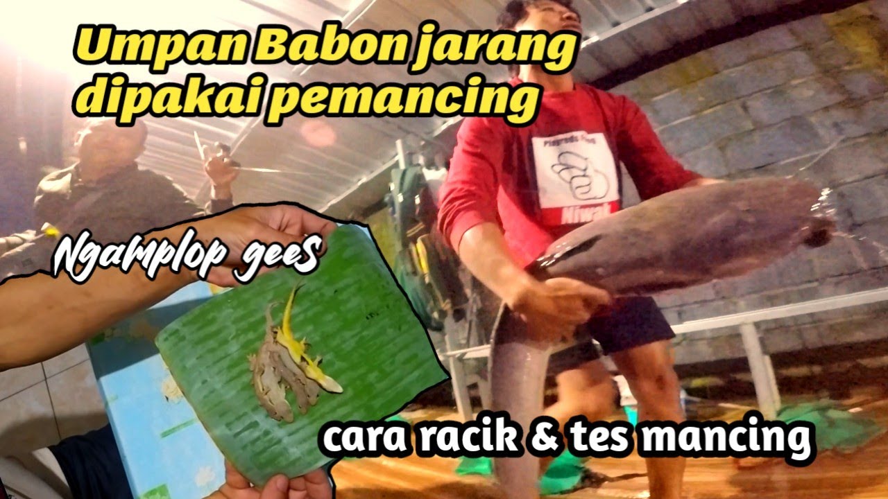Ini umpan babon yg dilupakan pemancing! Umpan Galatama lele