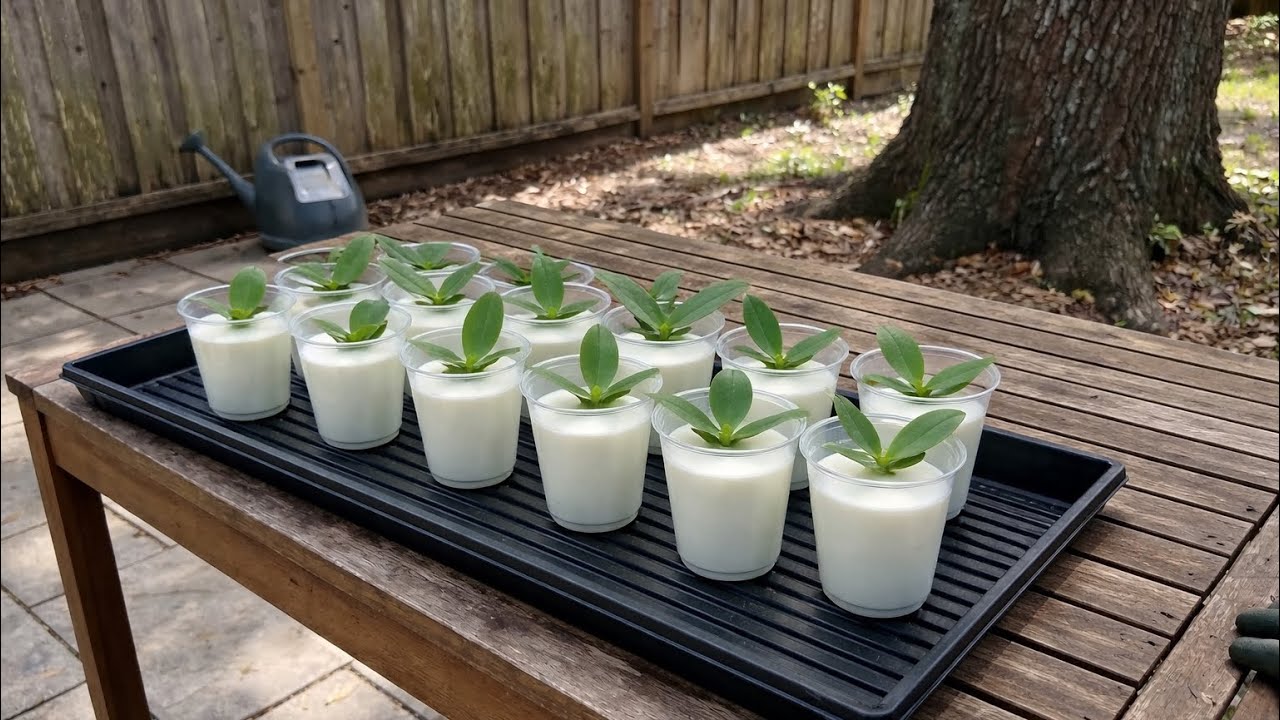 Fresh Milk Saves Orchids🌸🥛