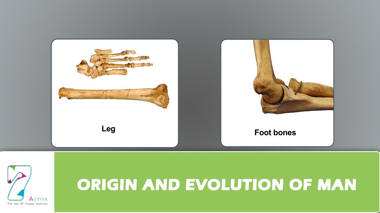 ORIGIN AND EVOLUTION OF MAN PART 01