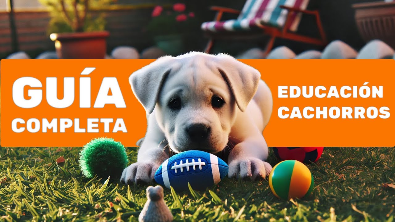 Cómo Educar a un Cachorro de 0 a 100 | Guía Completa (de 2 a 6 meses)