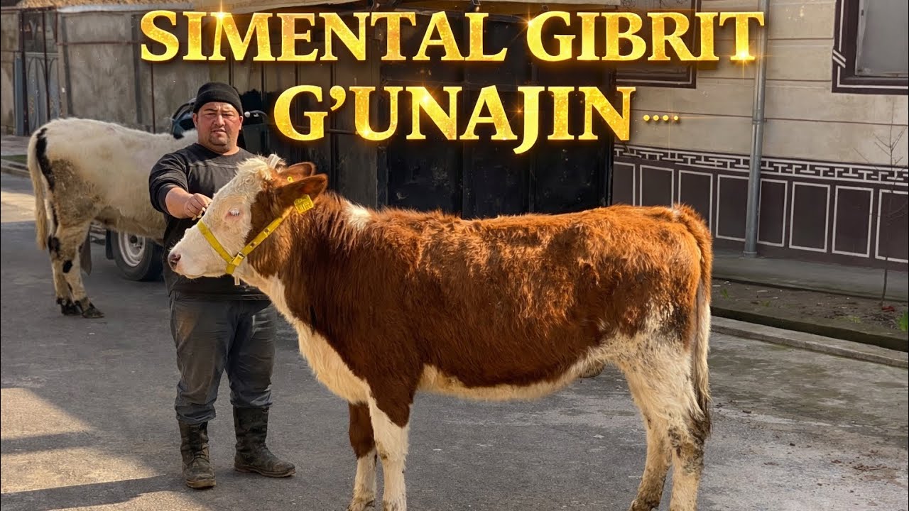 🔥SIMENTAL GIBRIT VARASISKI G’UNAJIN SOTUVDA🔥 +998 33-380-02-42 TOSHKENT
