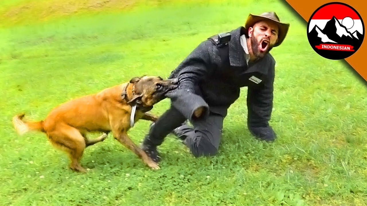 Pelatihan Malinois untuk tugas 😱 Bagaimana cara anjing menyerang?