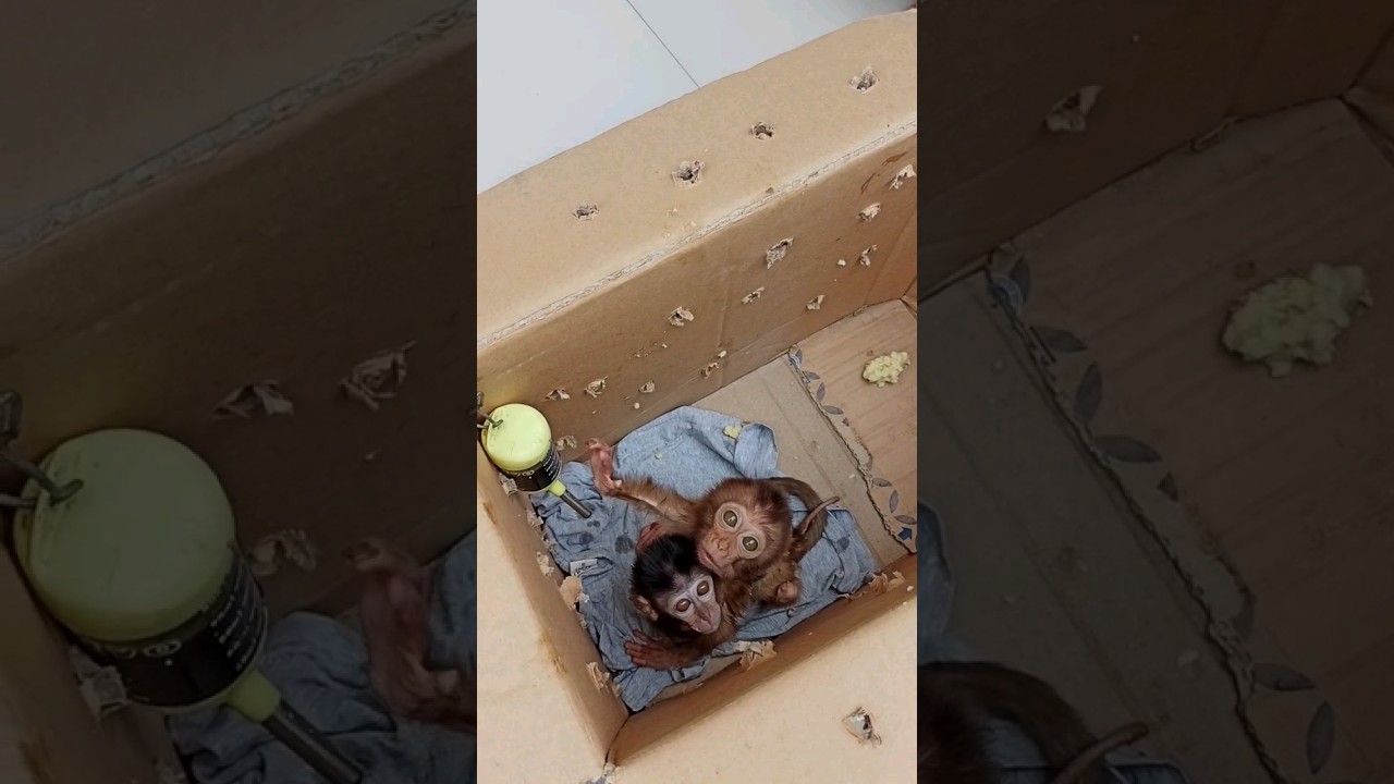 Unboxing Baby Monkey || Poor Baby Monkey To Adopted || Baby Monkey || poor baby monkey #shorts
