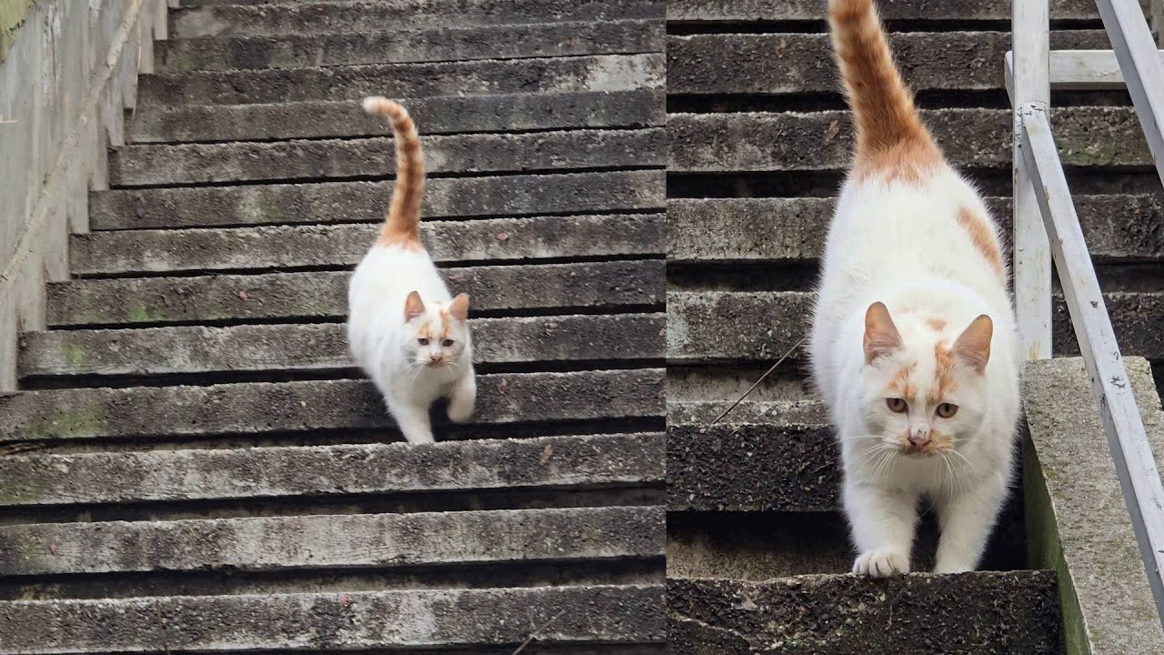 Kitten Runs Down the Stairs at the Speed of Light When He Hears This Voice 🐱⚡