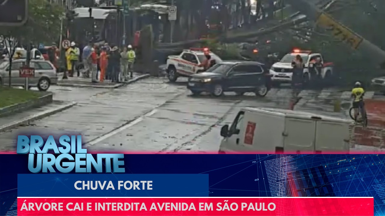Árvore cai e interdita avenida em São Paulo | Brasil Urgente