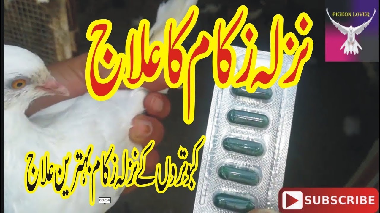 Kabootar k Khansi, Nazla, Gala Kharab ka Asaan Ilaag (0313-7116003)