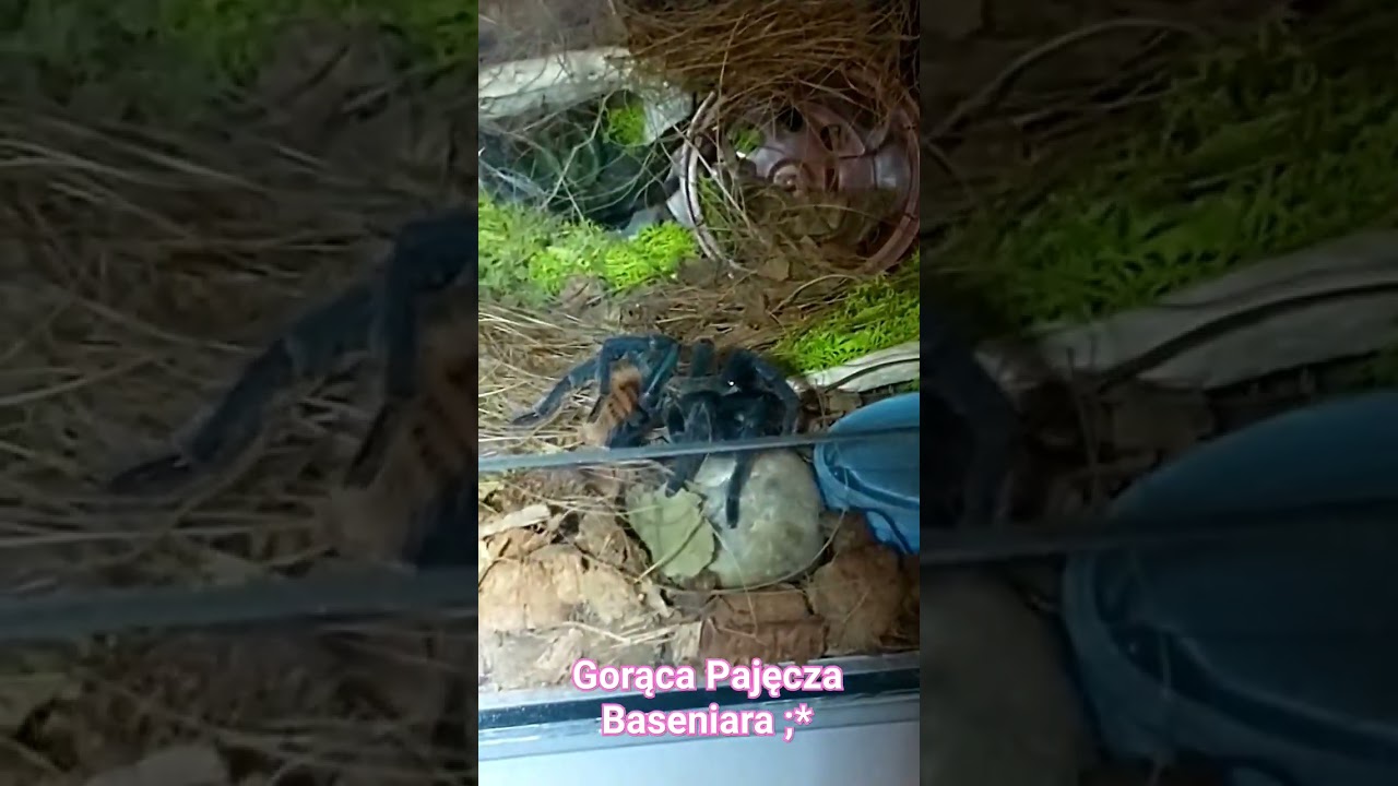 Kąpiąca się Gorąca Baseniara