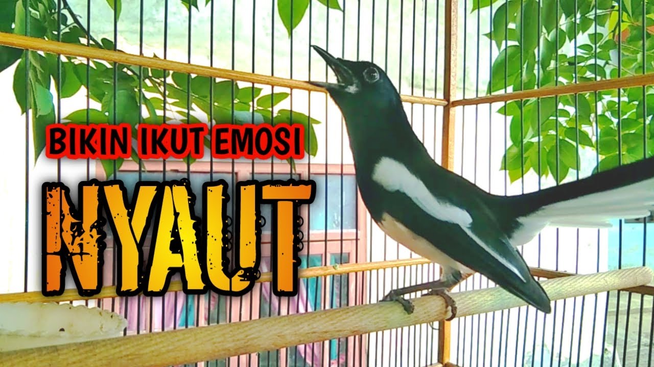 BIKIN IKUT EMOSI NYAUT SEKETIKA  !! PANCINGAN KACER GACOR PASTI NYAUT AMPUH.