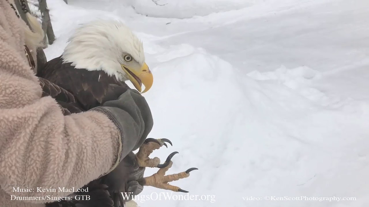 Iced Eagle Rescue on Lake Michigan - released!