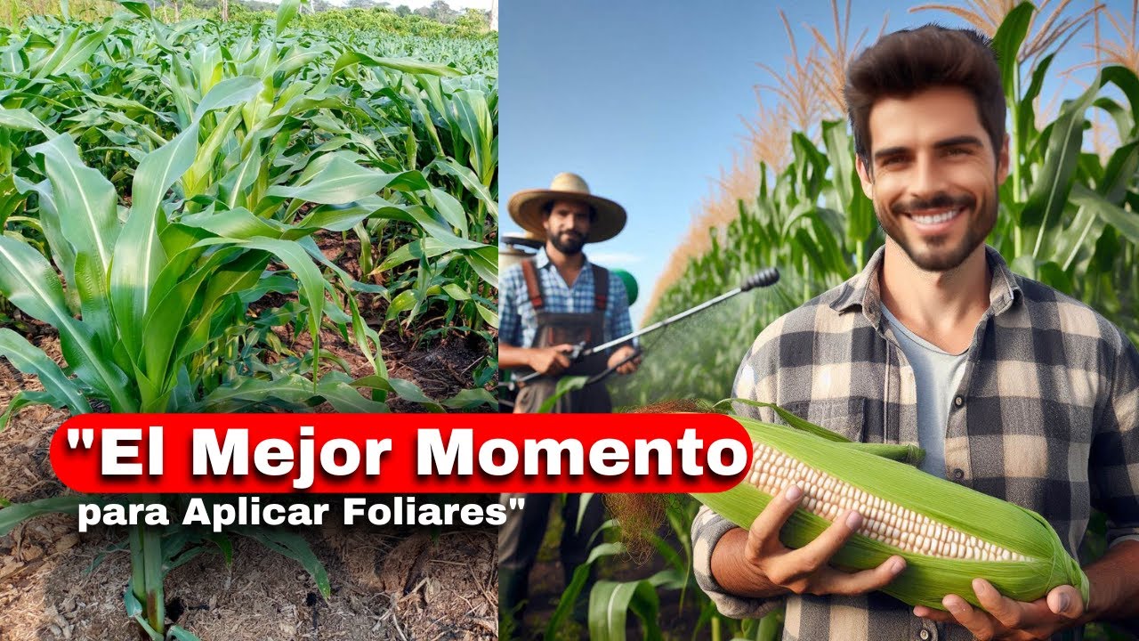 🌽 ¿Cuándo hay que aplicar FOLIARES en MAÍZ?